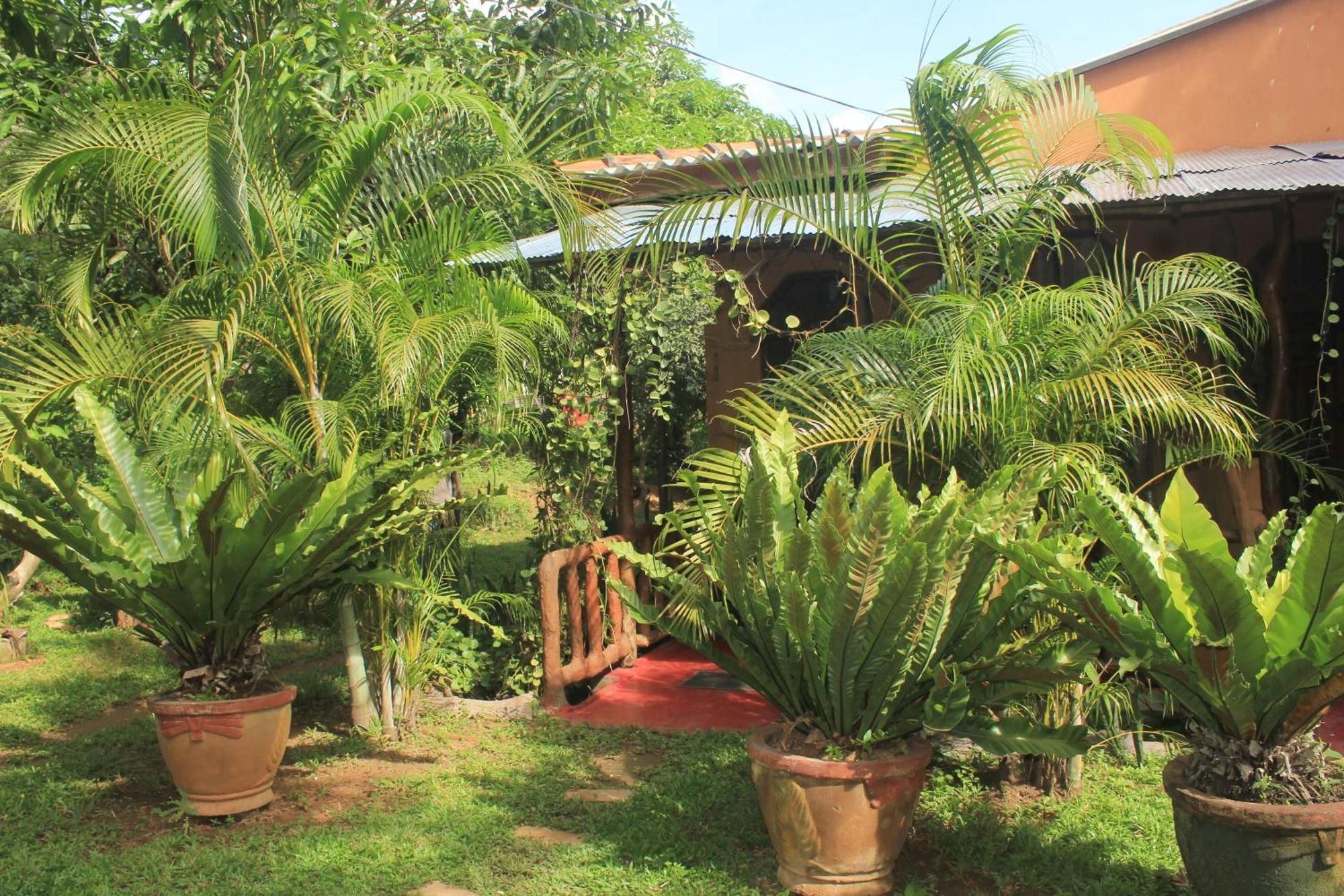 Sigiriya Nature View Home Stay Eksteriør billede