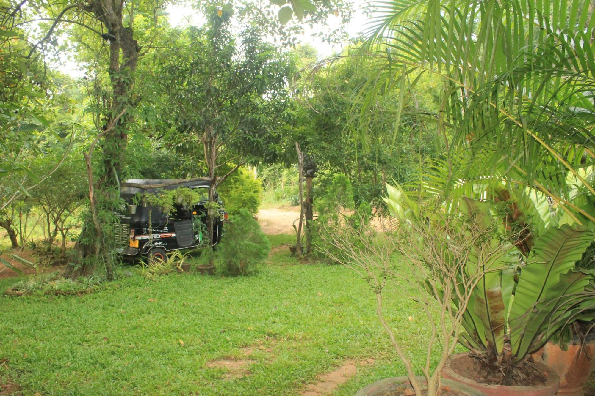 Sigiriya Nature View Home Stay Eksteriør billede